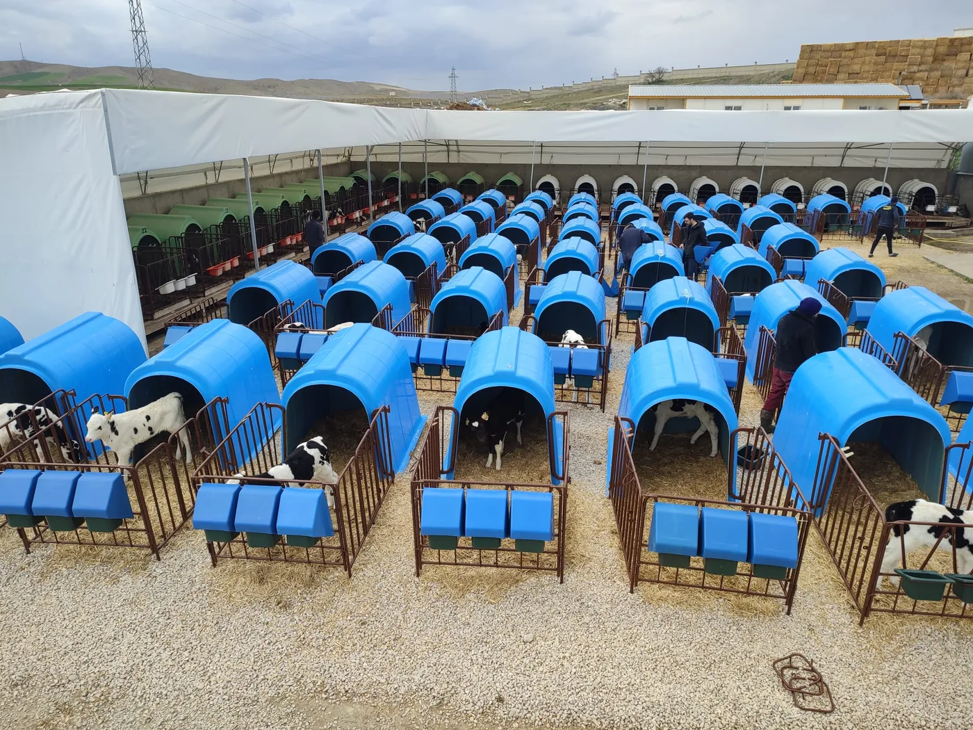 Buzağı kulübesinden fiberglas havuza